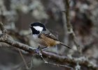 COAL TIT  COAL TIT